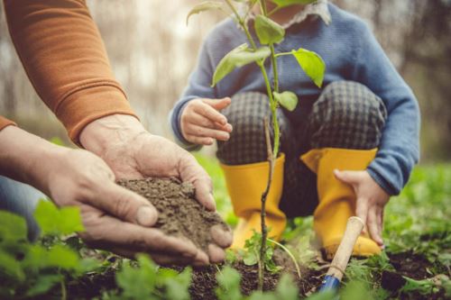 Adult helping child plant a small seedling.