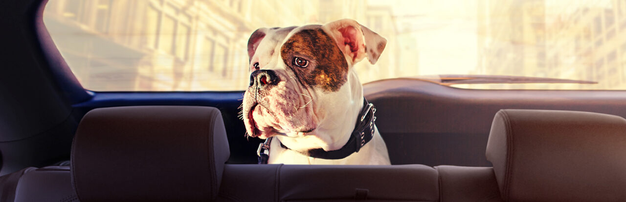 Bulldog riding in the backseat of a car.