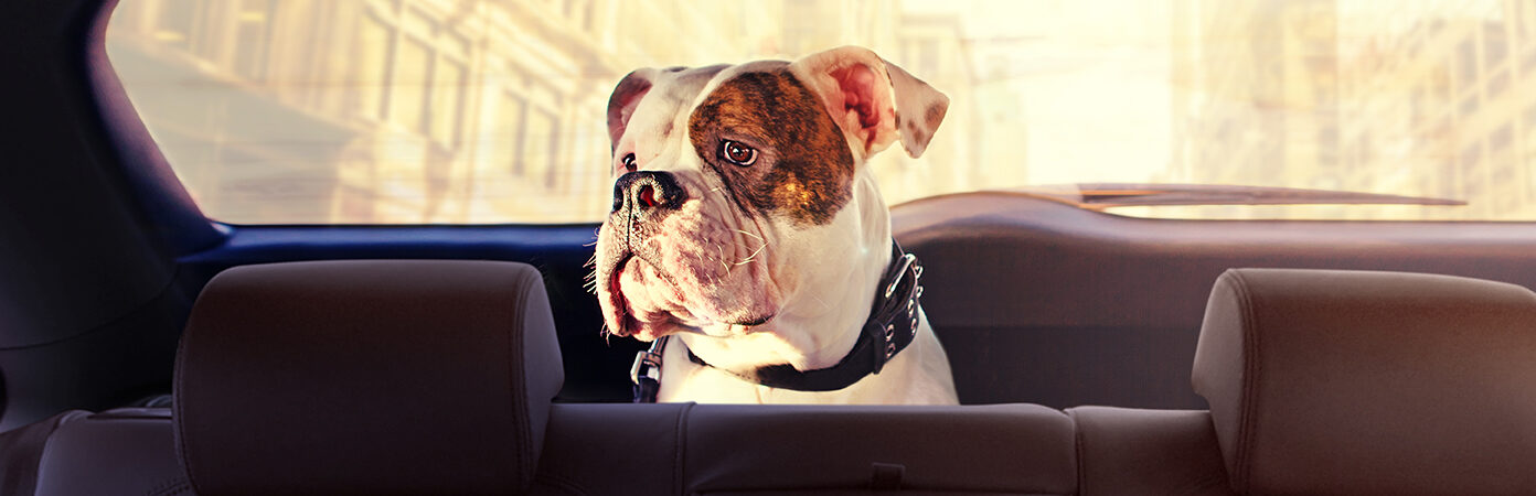 Bulldog riding in the backseat of a car.