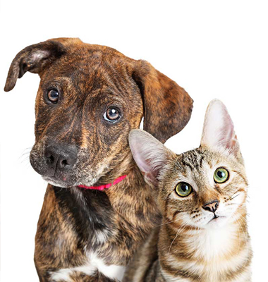 Cute dog and cat.