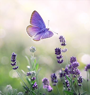 Purple butterfly hovering over lavender blossoms.